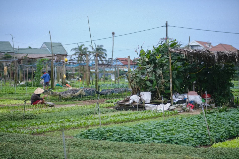 Nông sản đang có hàng